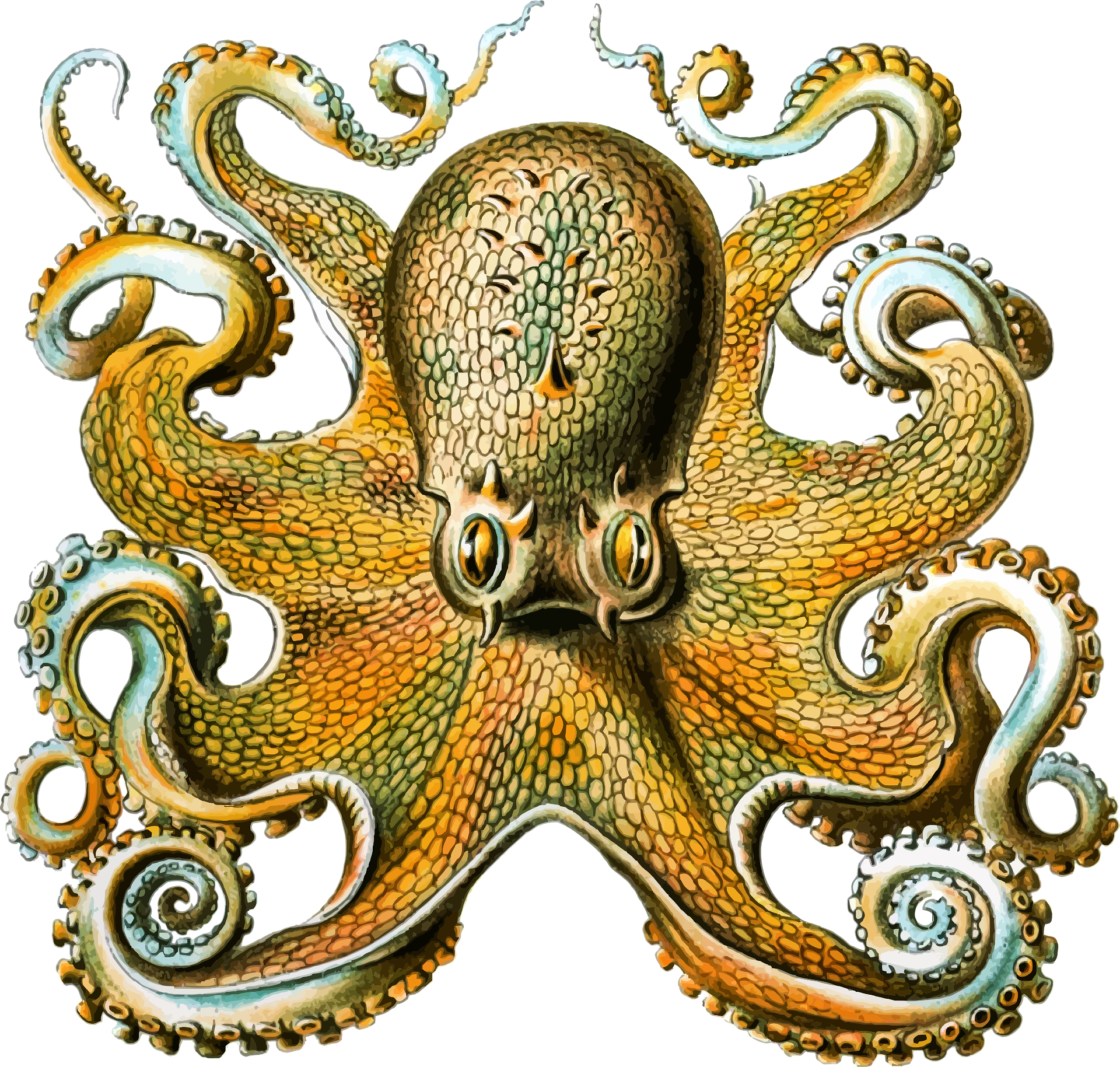 Drawing of an octopus as seen from above. Golden in color